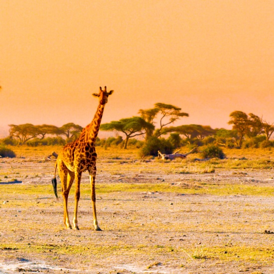 Kenia, van de safari naar het parelwitte strand.