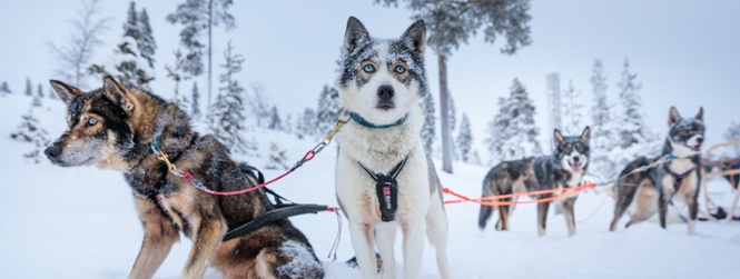 Groepsreis Lapland 2026