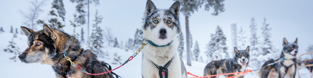 Groepsreis Lapland 2026