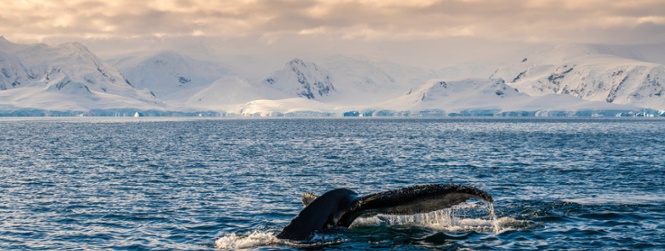 Groepsreis Antartica