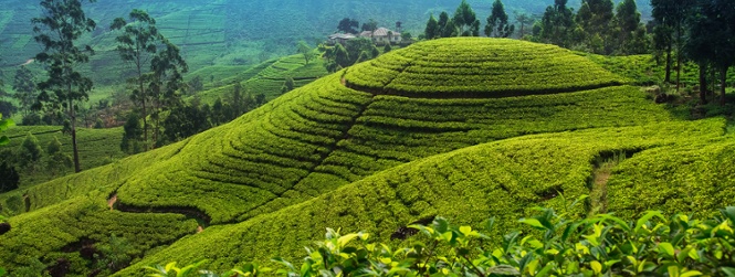 Groepsreis Sri Lanka 2027