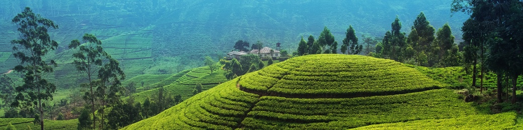 Groepsreis Sri Lanka 2027